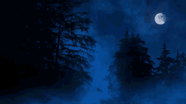 Capa do som Floresta Noturna
